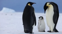 Кои уникатни животни живеат во јужниот пол?